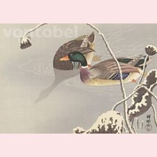 Two mallards near a snow-covered lotus